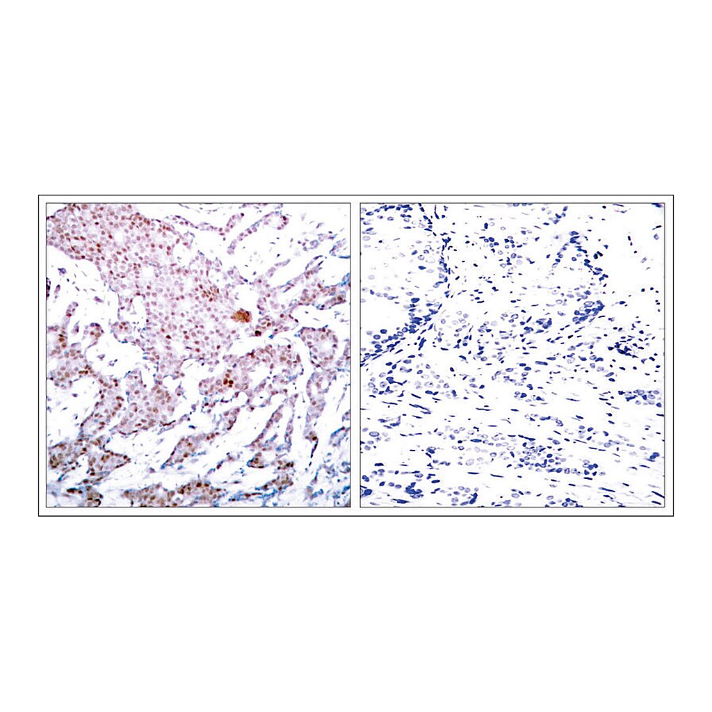 Merck Anti-phospho-RELA (p65/pSer536) antibody produced in rabbit