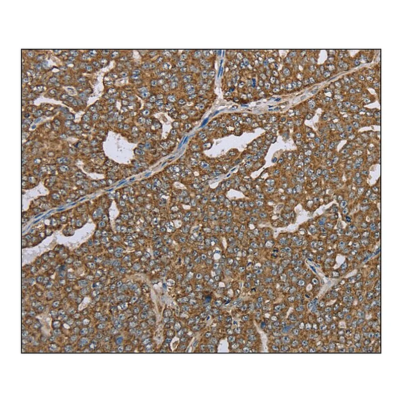 Merck Anti-CERS4 antibody produced in rabbit