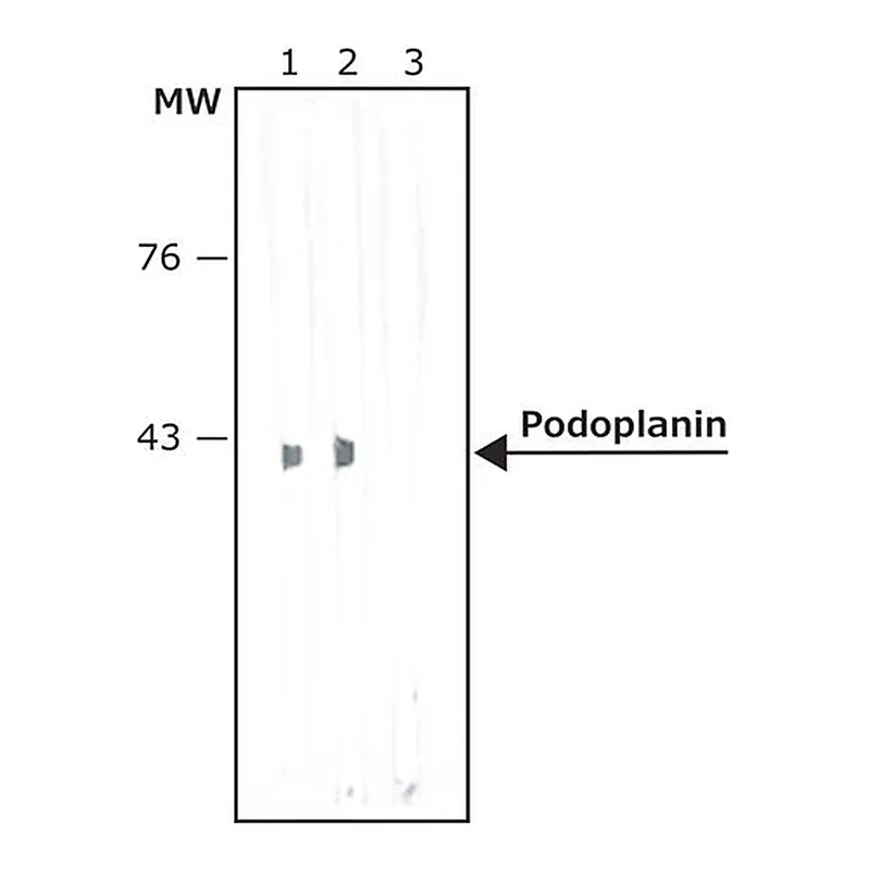 Merck Anti-Podoplanin antibody, RAT monoclonal