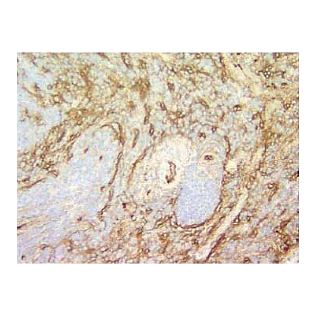 BD Purified Rat Anti-Mouse CD105