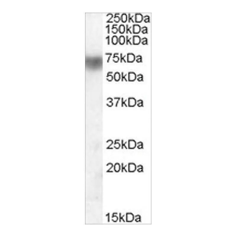 Merck Anti-Lactoperoxidase antibody produced in goat