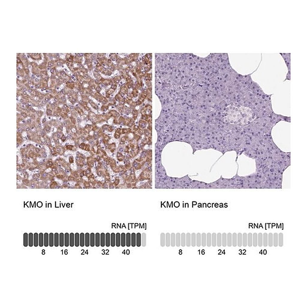 Merck Anti-KMO antibody produced in rabbit