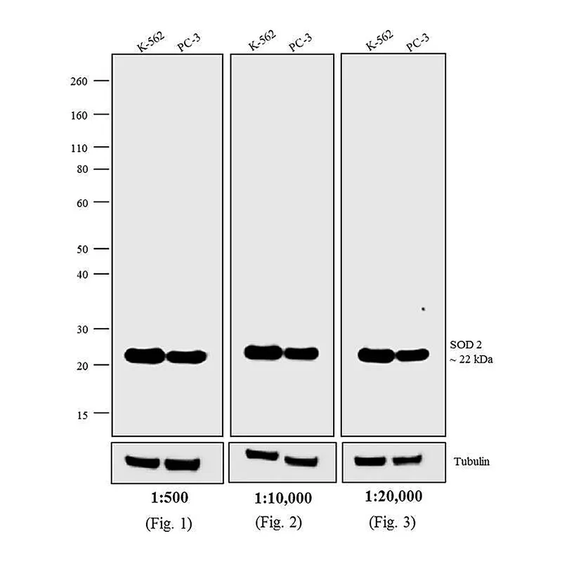 Thermo Fisher Scientific F(ab`)2-Goat anti-Mouse IgG (H+L) Highly Cross-Adsorbed Secondary Antibody, AP