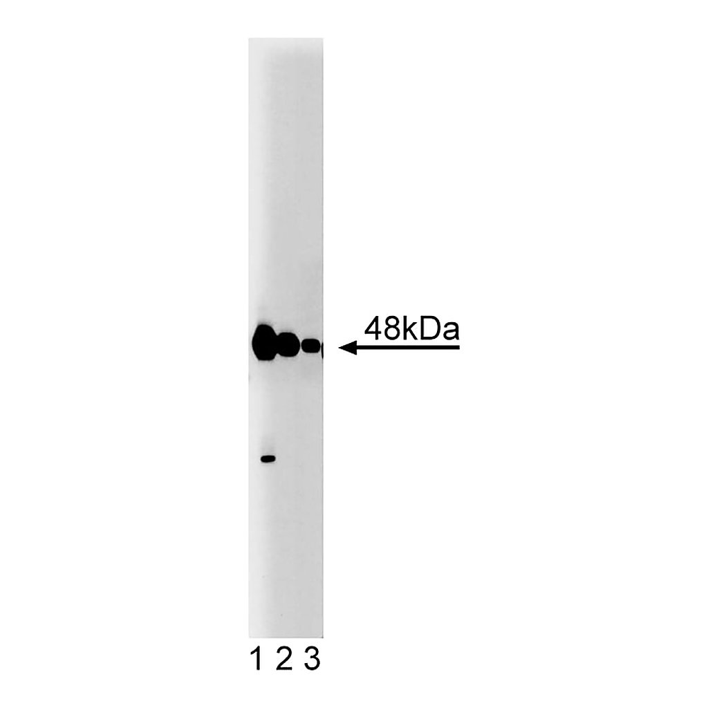 BD Purified Mouse Anti-Caspase-2