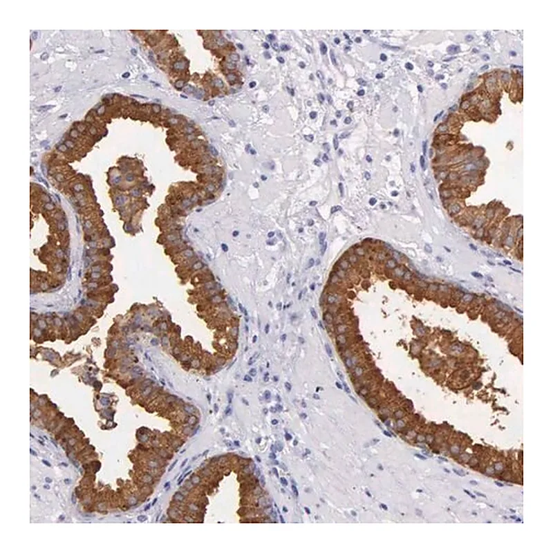 Merck Anti-KLK3 antibody produced in rabbit