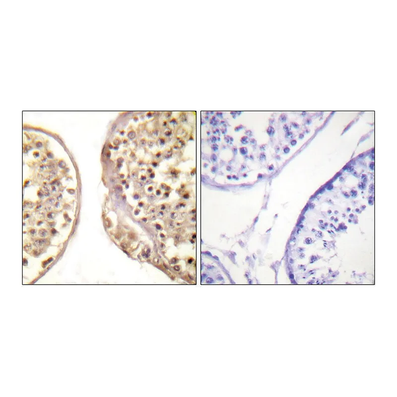 Merck Anti-C-JUN antibody produced in rabbit