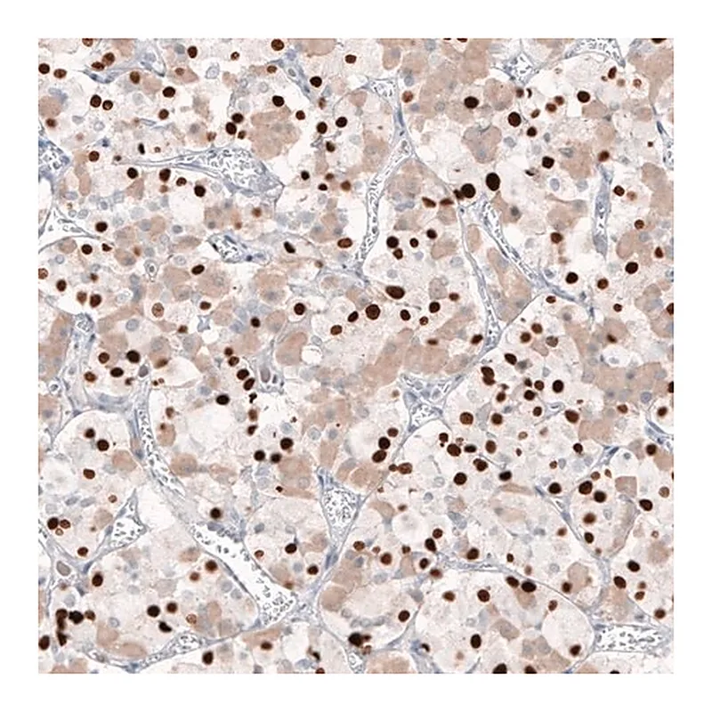 Merck Monoclonal Anti-TBX19 antibody produced in mouse