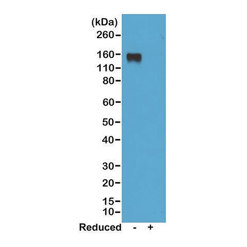 Merck Anti-Mouse IgG2a antibody, Rabbit monoclonal
