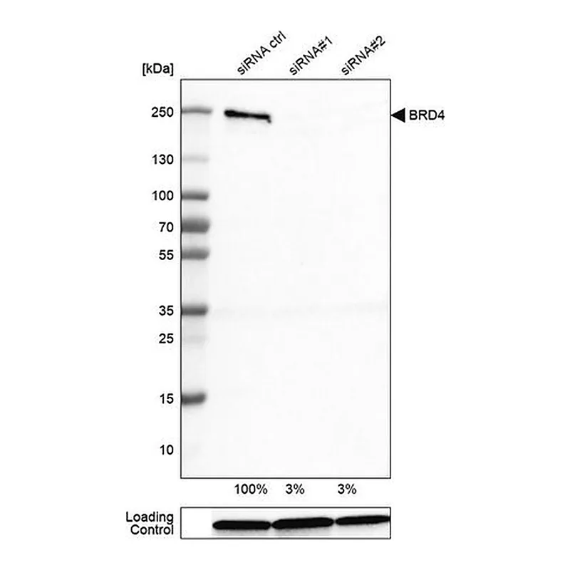 Merck Monoclonal Anti-BRD4 antibody produced in mouse