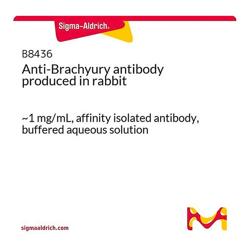 Merck Anti-Brachyury antibody produced in rabbit