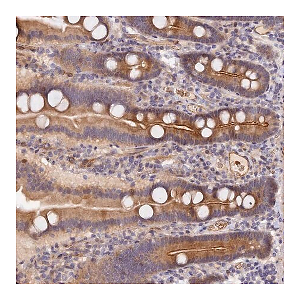Merck Anti-MISP3 antibody produced in rabbit