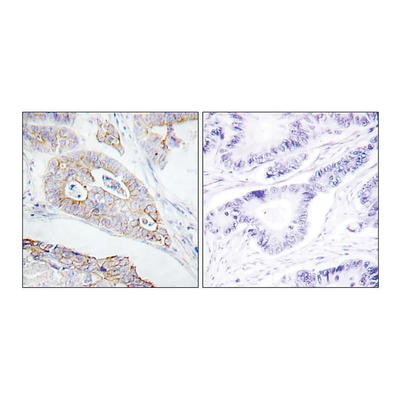 Merck Anti-CD45 antibody produced in rabbit