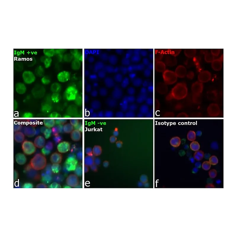 Thermo Fisher Scientific F(ab`)2-Goat anti-Human Ig Mix Secondary Antibody, FITC