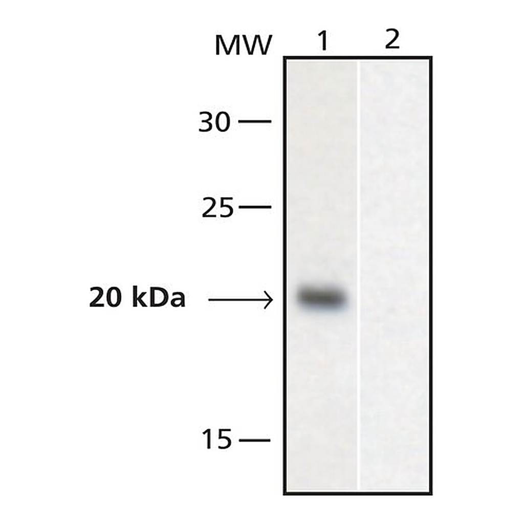 Merck Anti-GAL4, Activation domain antibody produced in rabbit