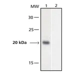 Merck Anti-GAL4, Activation domain antibody produced in rabbit