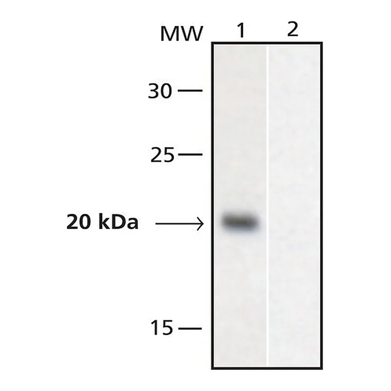 Merck Anti-GAL4, Activation domain antibody produced in rabbit