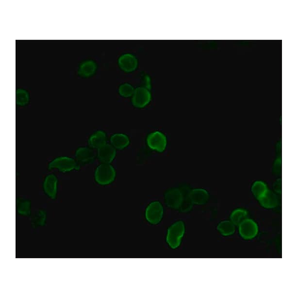 Merck Anti-HA-FITC antibody, Mouse monoclonal