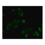 Merck Anti-HA-FITC antibody, Mouse monoclonal