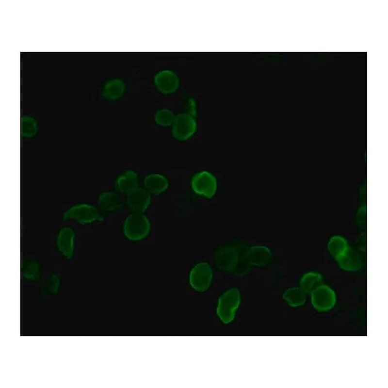 Merck Anti-HA-FITC antibody, Mouse monoclonal