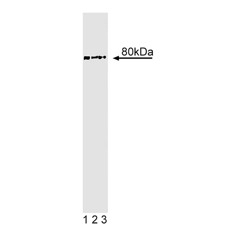 BD Purified Mouse Anti-CIP4