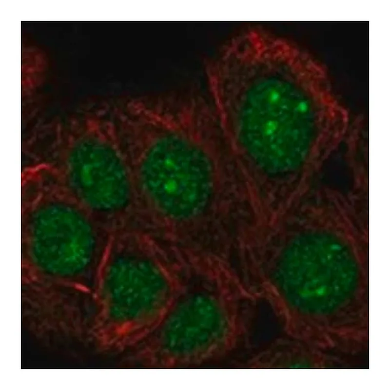 Merck Anti-TAF1D antibody produced in rabbit