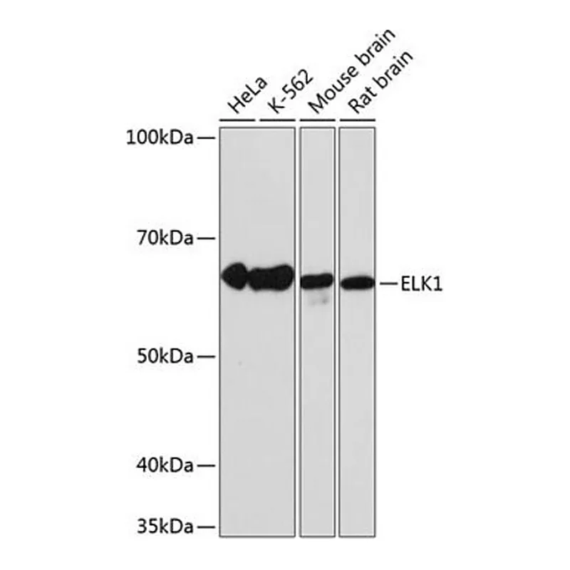 Merck Anti-ELK1 antibody produced in rabbit
