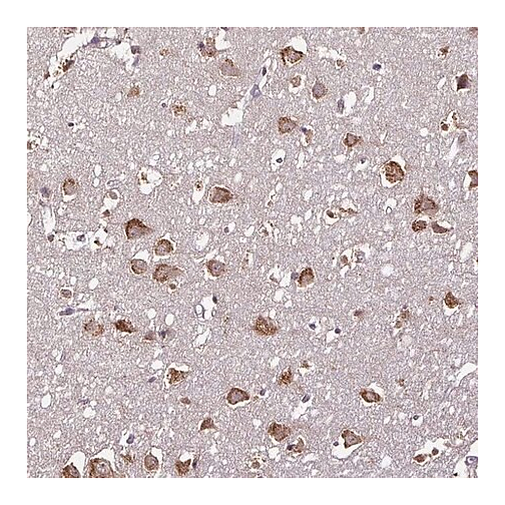 Merck Anti-RPL38 antibody produced in rabbit