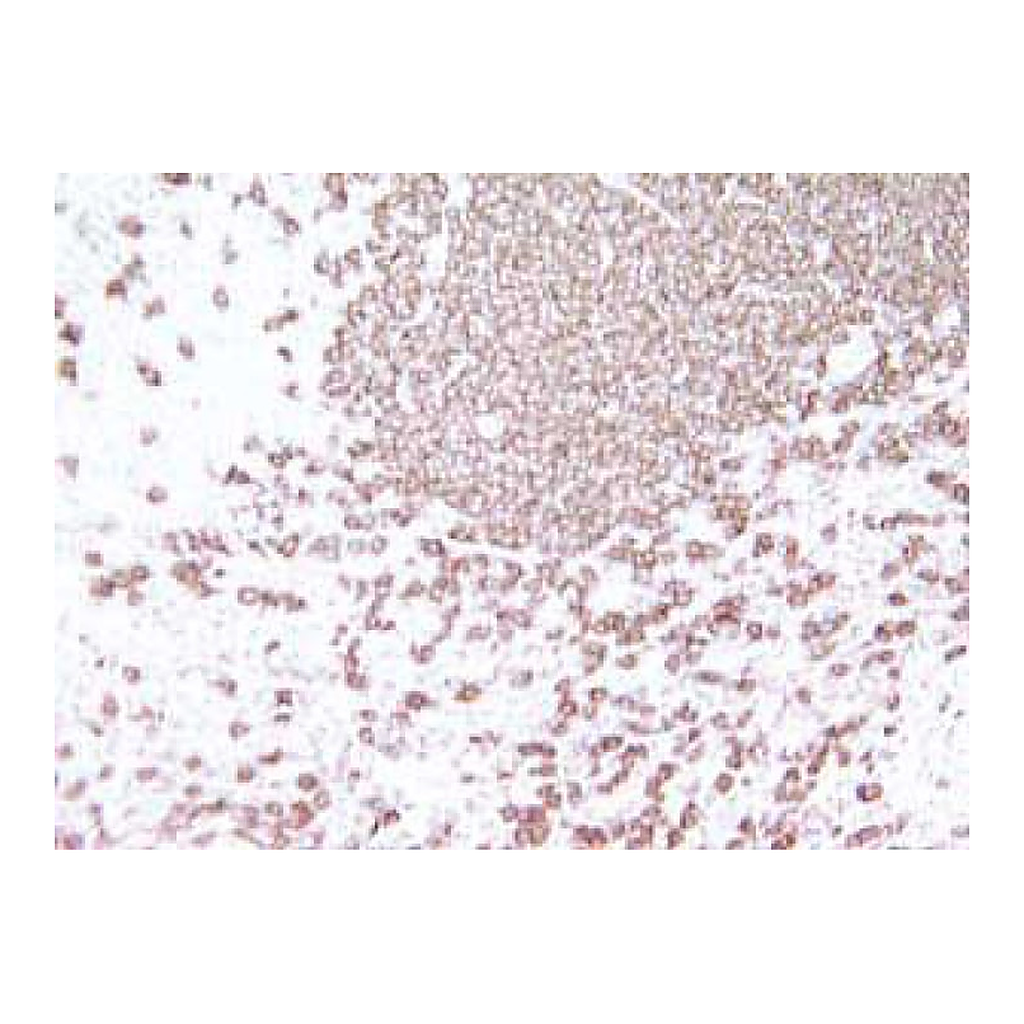 BD Purified Hamster Anti-Mouse CD3e