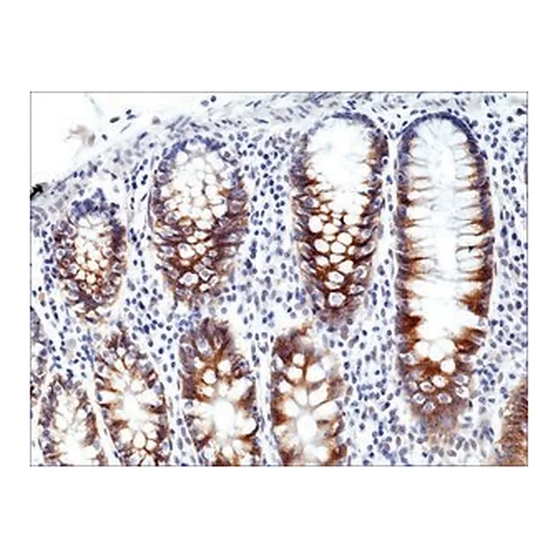 Merck ANTI-CD71 ANTIBODY, RABBIT MONOCLONAL