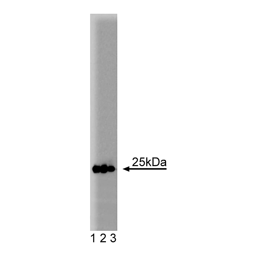 BD Purified Mouse Anti-Rab5