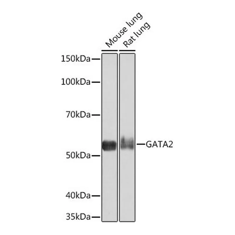 Merck Anti- GATA2 antibody produced in rabbit