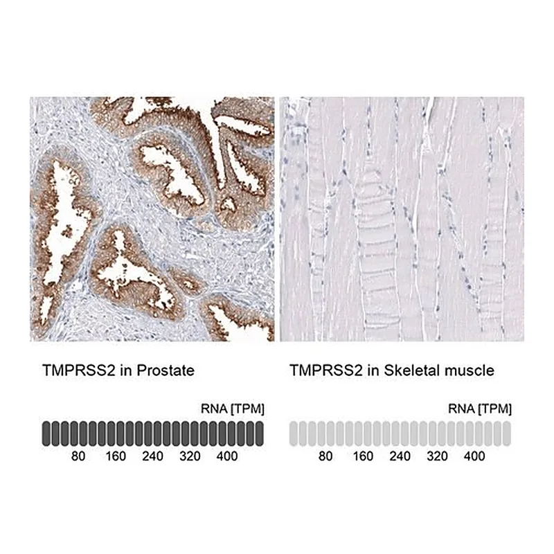 Merck Anti-TMPRSS2 antibody produced in mouse