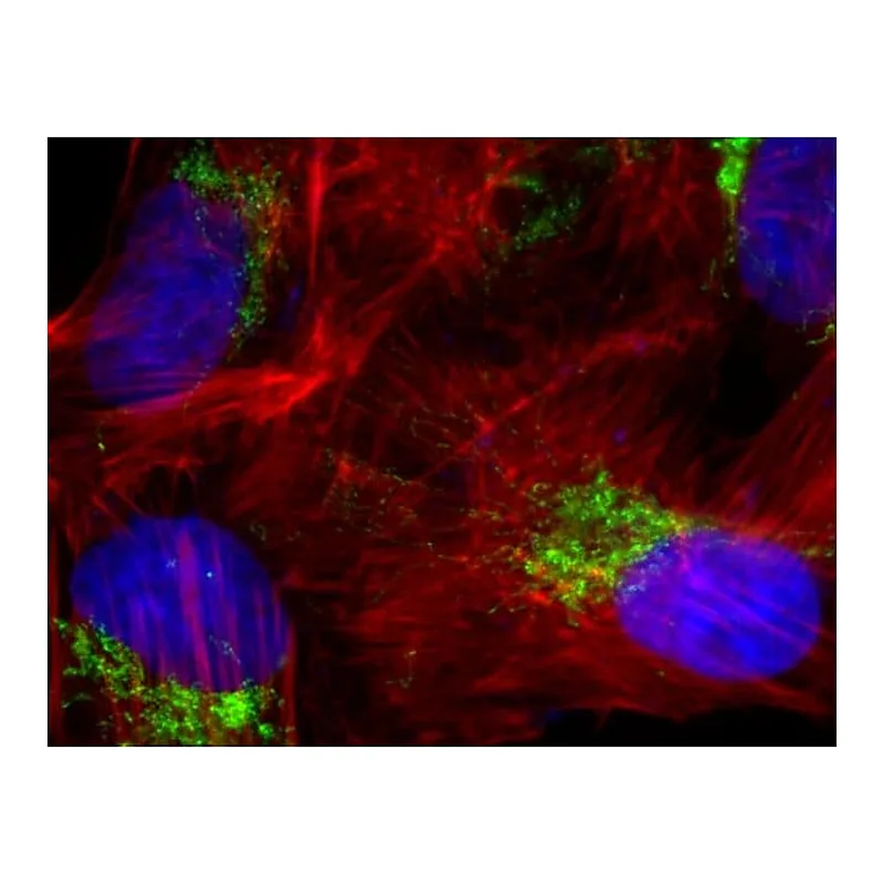 Thermo Fisher Scientific Rabbit anti-Goat IgG (Heavy Chain) Superclonal Secondary Antibody, Alexa Fluor 647