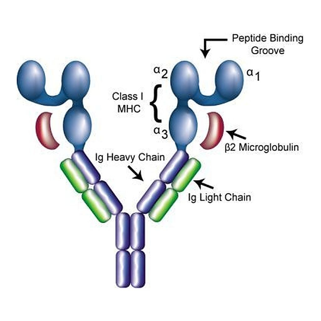 BD DimerX I: Recombinant Soluble Dimeric Mouse H-2D[b]:Ig