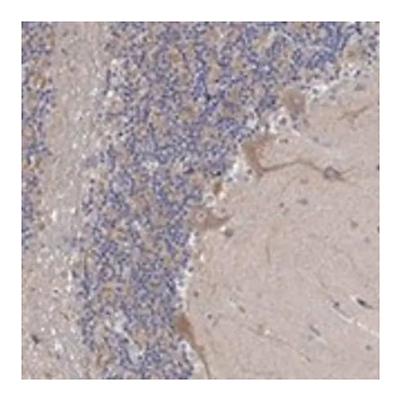 Merck Anti-SLC48A1 antibody produced in rabbit