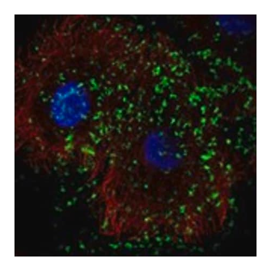 Merck Anti-KLHDC7B antibody produced in rabbit