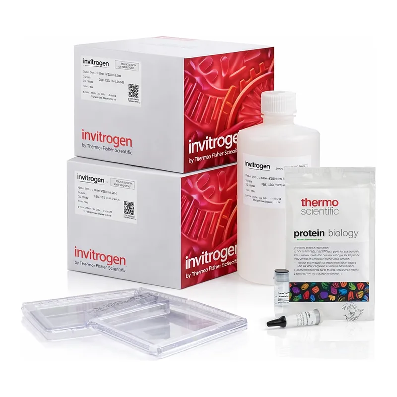 Thermo Fisher Scientific NuPAGE Tris-Acetate Resupply Pack, 3 to 8%, WedgeWell format, 10-well, 1 Kit