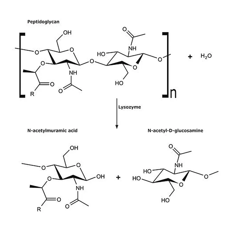 Merck Micrococcus lysodeikticus ATCC No. 4698