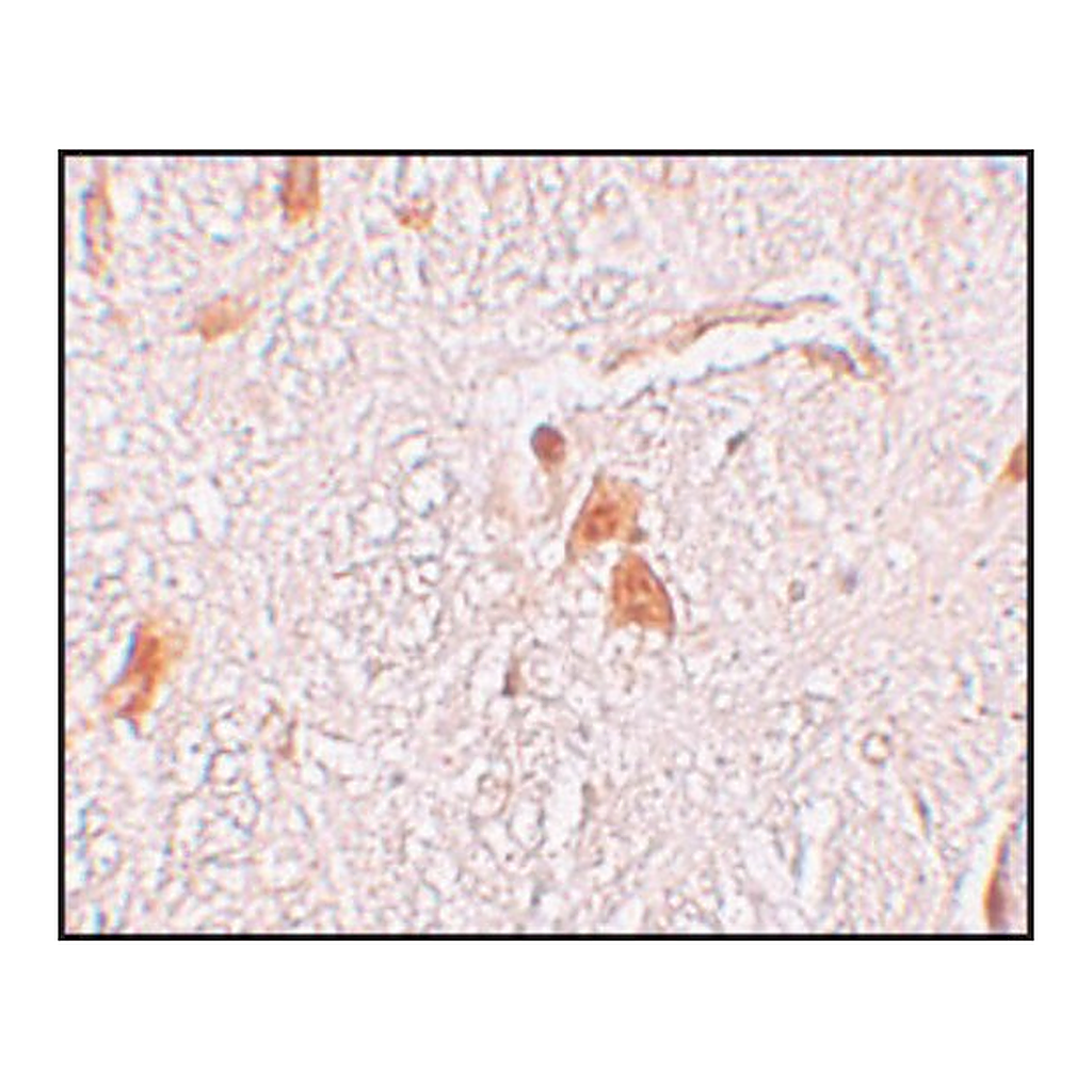 Merck Anti-SHISA9 antibody produced in rabbit