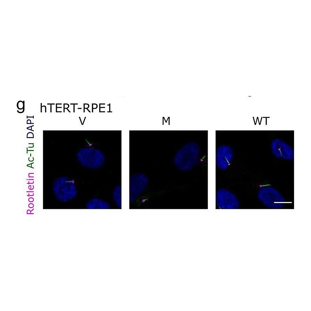 Thermo Fisher Scientific Chicken anti-Goat IgG (H+L) Cross-Adsorbed Secondary Antibody, Alexa Fluor 488