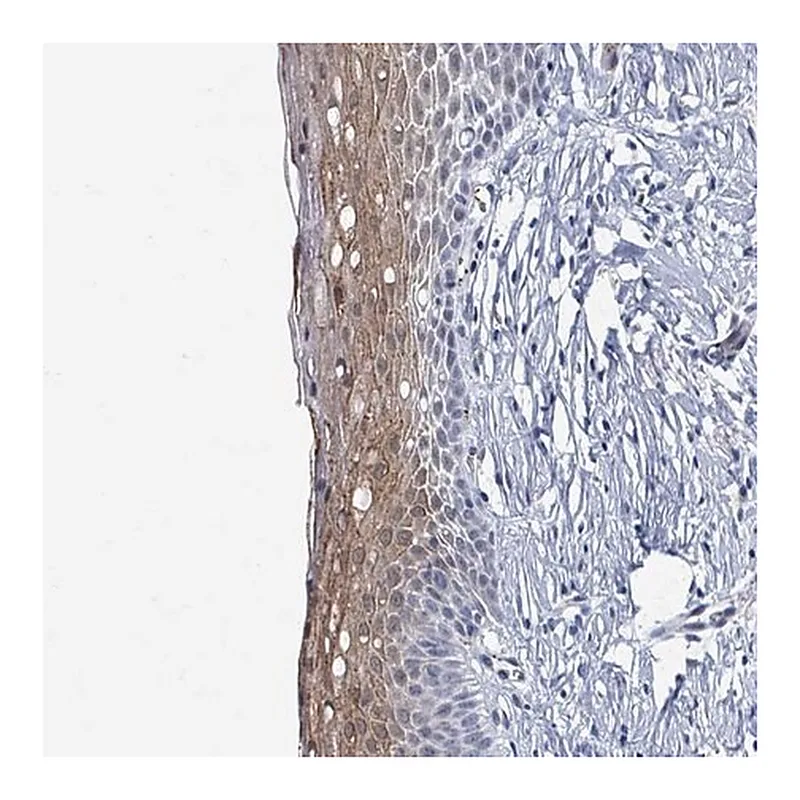 Merck Anti-DCAF5 antibody produced in rabbit