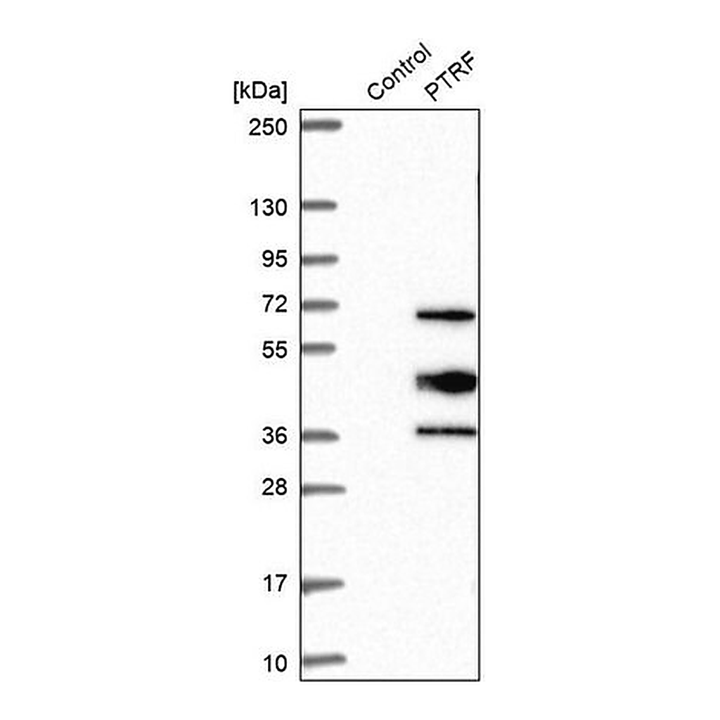 Merck Anti-PTRF antibody produced in rabbit