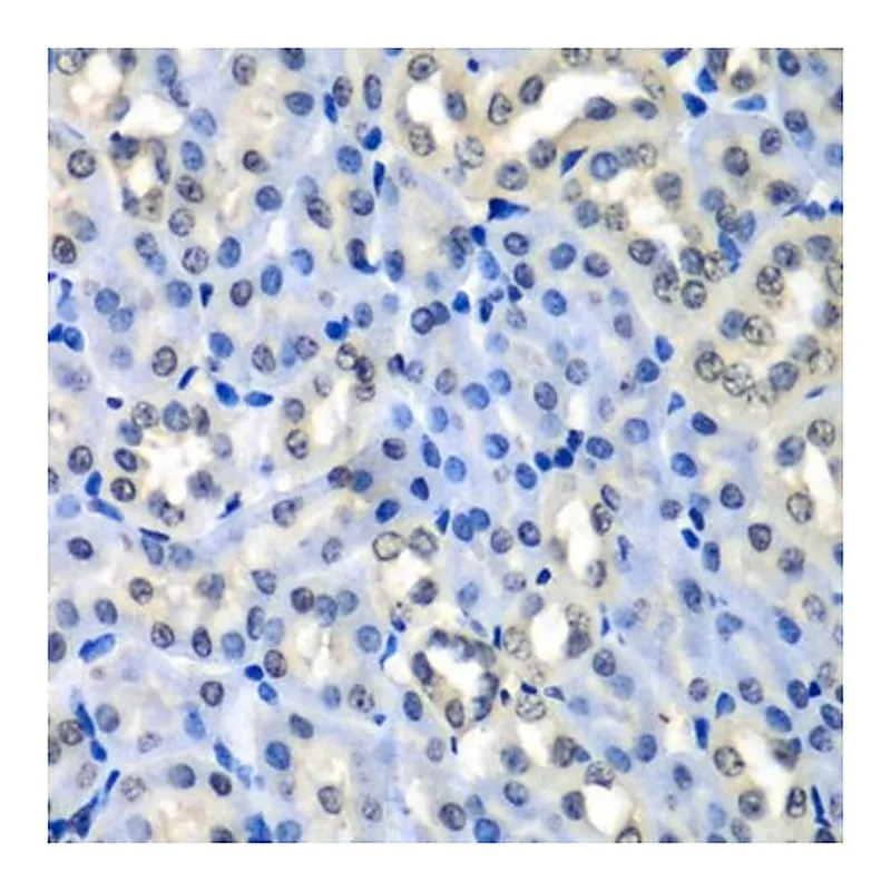 Merck Anti- Histone H2A.Z antibody produced in rabbit