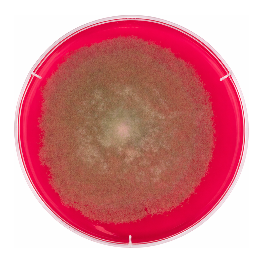Merck Rose Bengal Chloramphenicol Agar