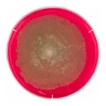 Merck Rose Bengal Chloramphenicol Agar