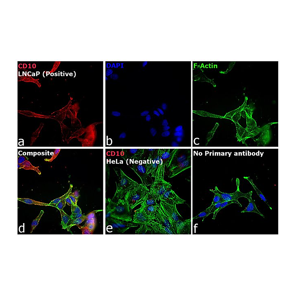 Thermo Fisher Scientific Rabbit anti-Goat IgG (H+L) Cross-Adsorbed Secondary Antibody, Alexa Fluor 594