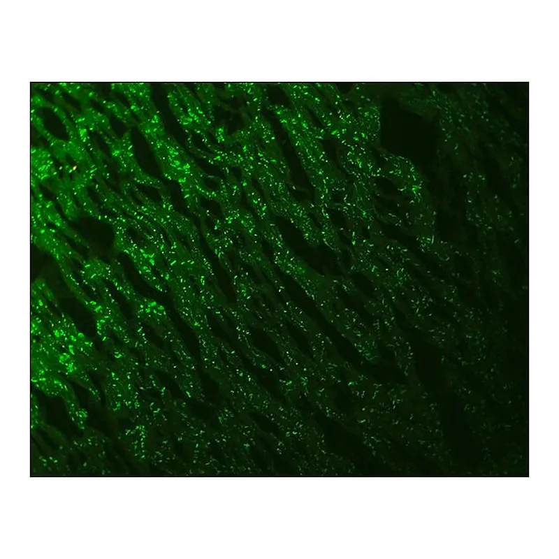 Merck Monoclonal Anti-N-Cadherin antibody produced in mouse