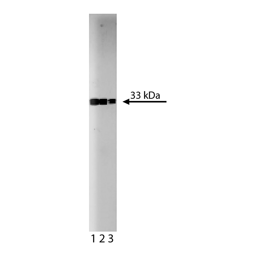 BD Purified Mouse Anti-Cdk2