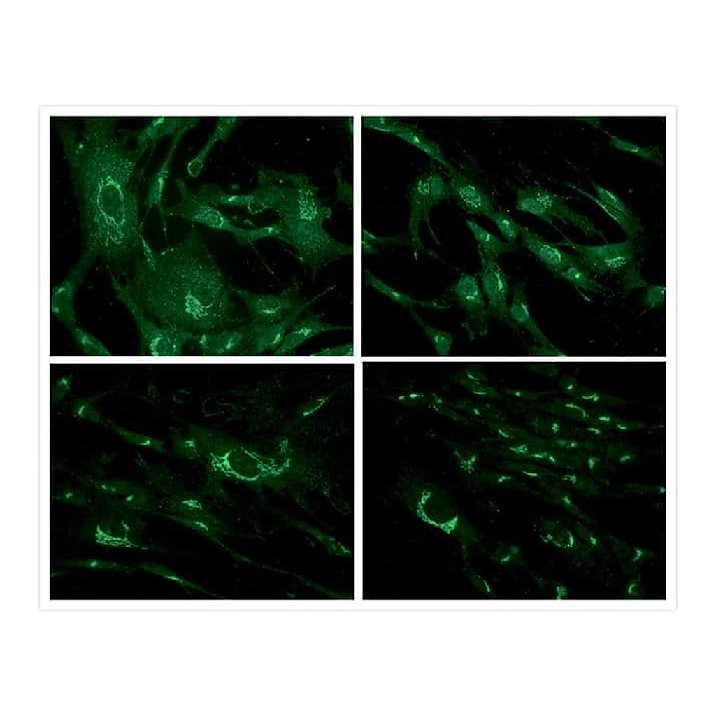 Thermo Fisher Scientific Goat anti-Mouse IgG (H+L) Cross-Adsorbed Secondary Antibody, FITC