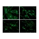 Thermo Fisher Scientific Goat anti-Mouse IgG (H+L) Cross-Adsorbed Secondary Antibody, FITC
